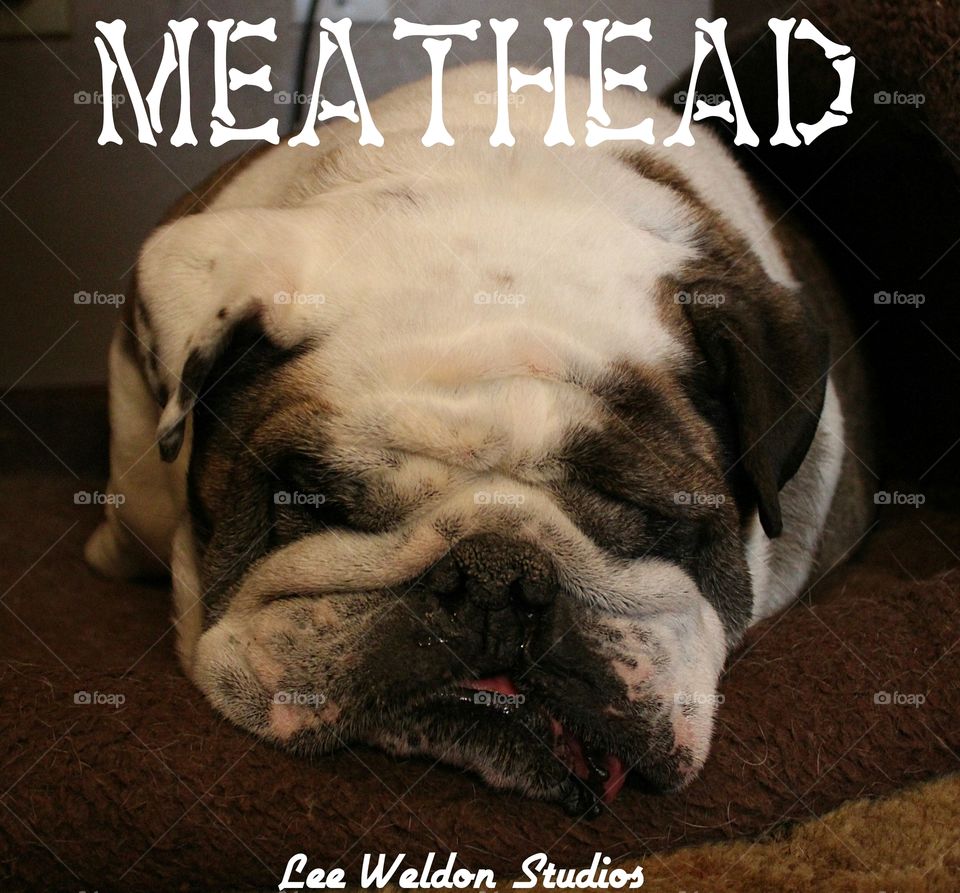 meathead. love this dog
