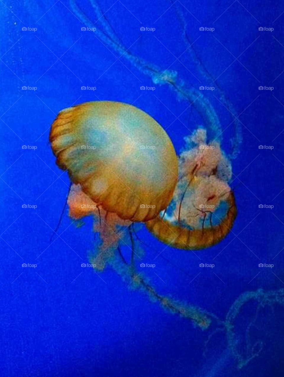 Jellyfish