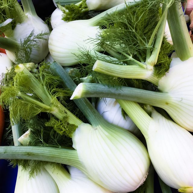 Fennel 