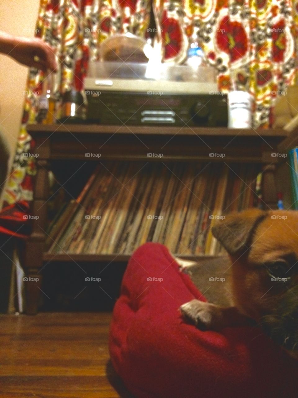 Teaching my pup at an early age that vinyl matters
