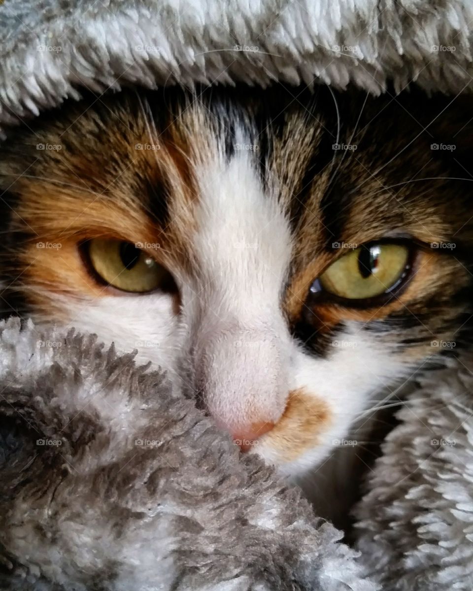 Extreme closeup of cat