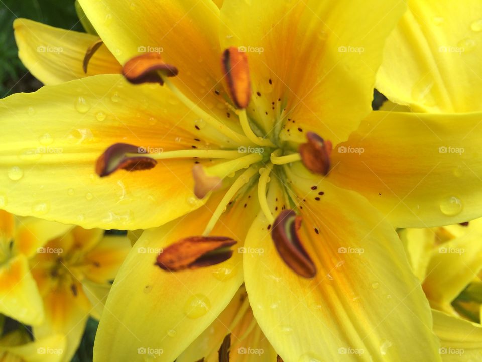 Asiatic lily