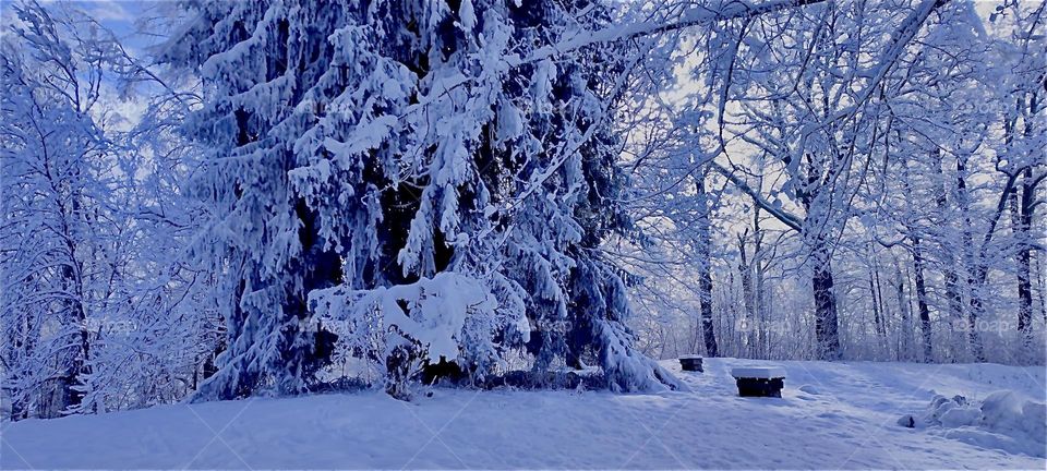These evergreen trees heavily laden with snow are near the small township of “Kochel am See”, “Kochel at the Lake” north of the “Alps” in “Bavaria”, Germany. It is known for its natural hot geyser springs and saunas. 2024. Hypnotic Productions