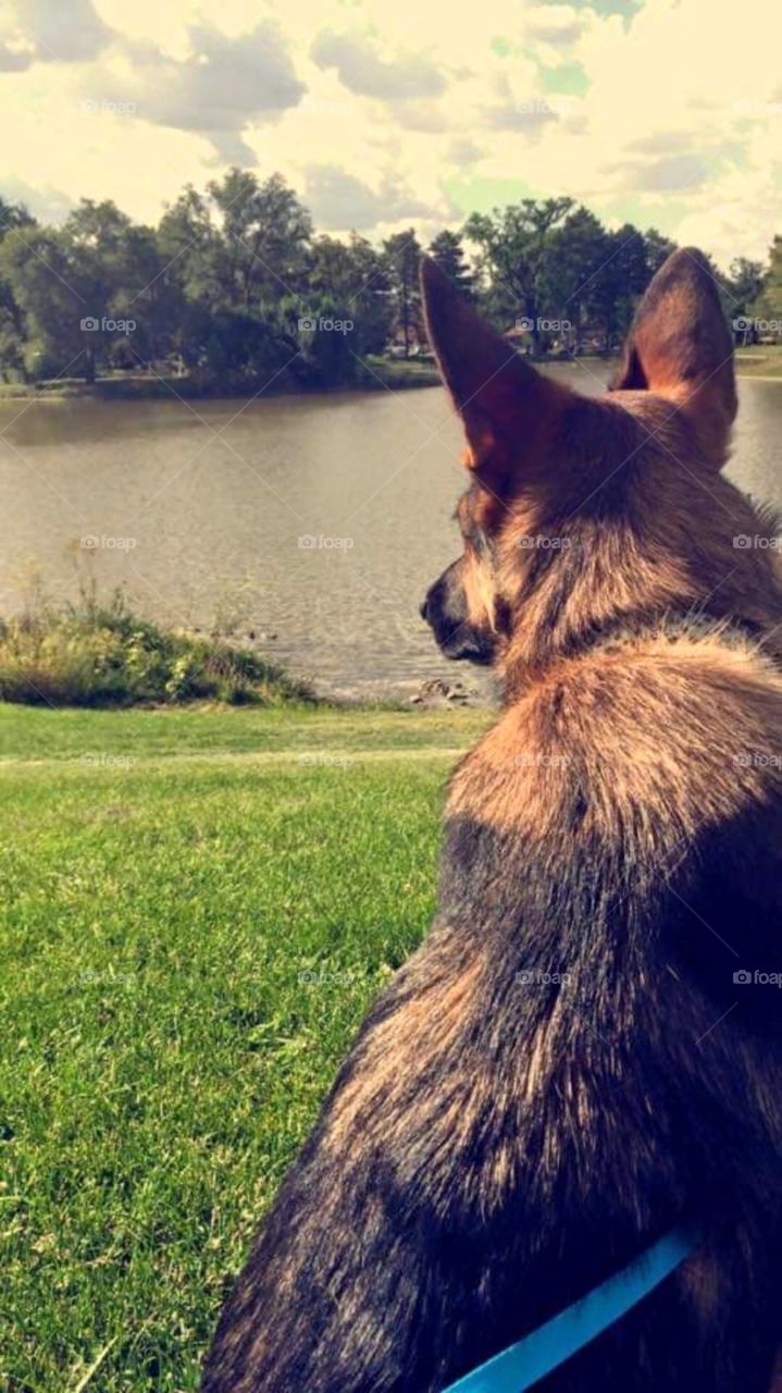 dog looking at water