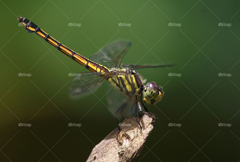 Yellow tailed - ashy skimmer. Large dragonfly size than others at the one site garden. Colour of yellow contrastly shriked easy identify than skimmer one green with similar size of it. More than interest species for the wet season than dryng .