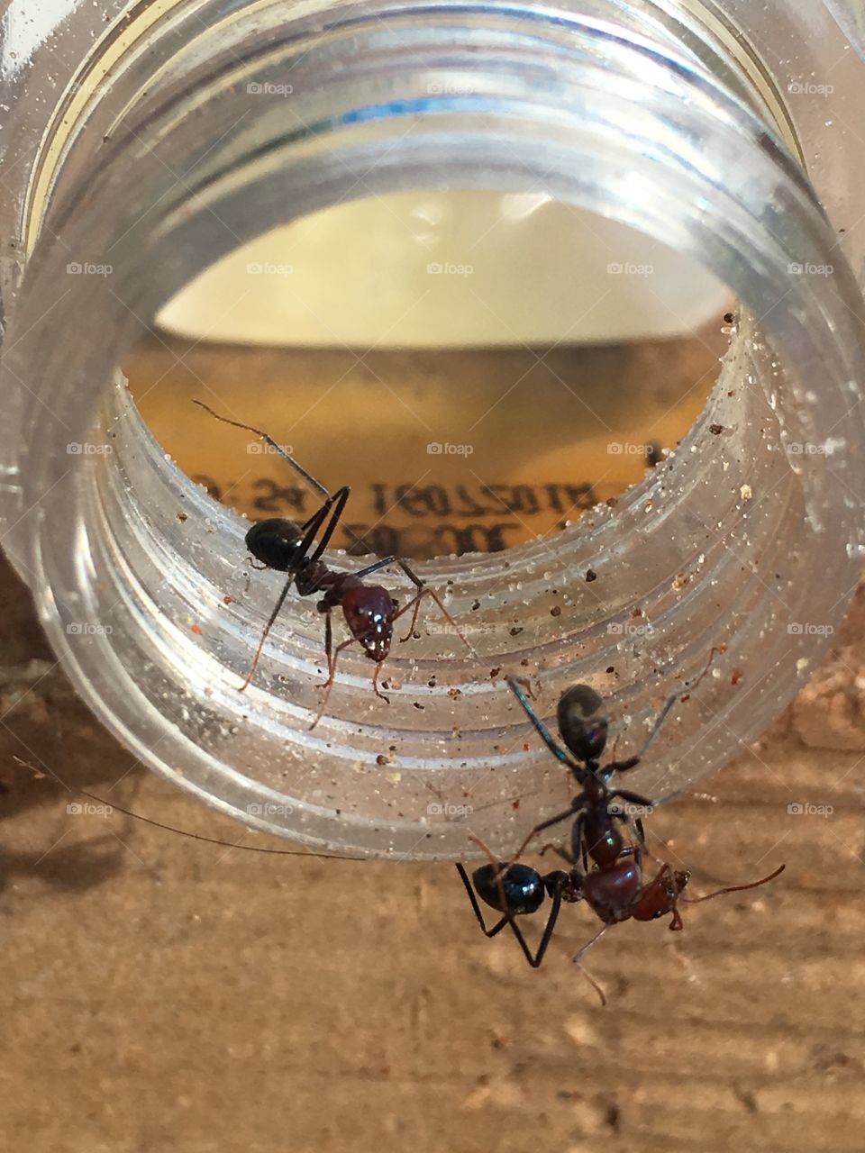 Three worker ants on rims of glass jar closeup full length 