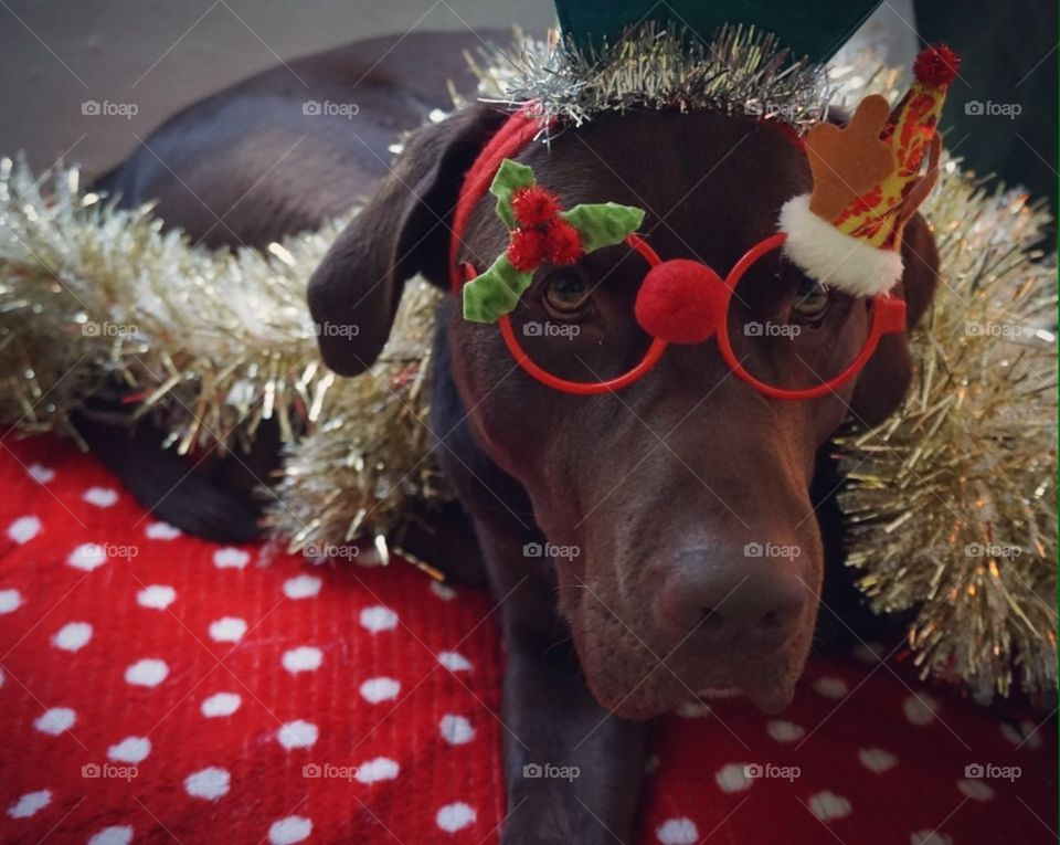 Christmas#time#decoration#pet#dog#animal#model#cute