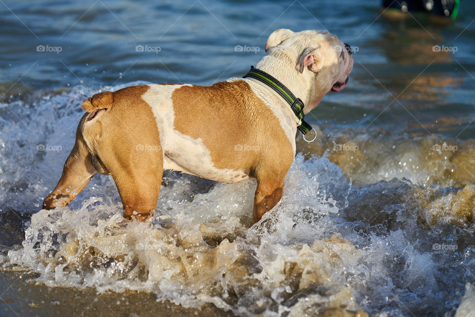 Bulldog inglés blanco en la playa