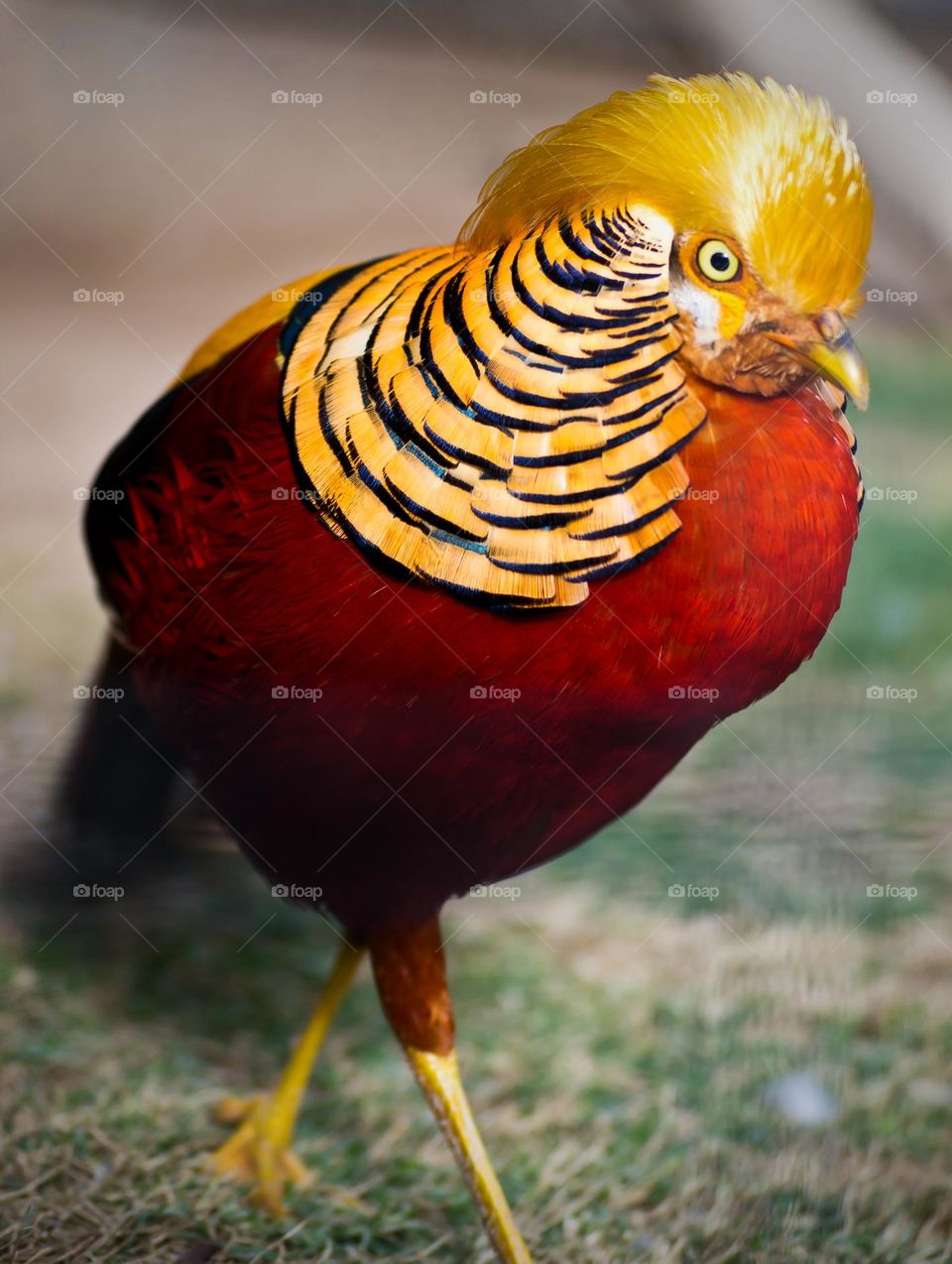 Golden male pheasant