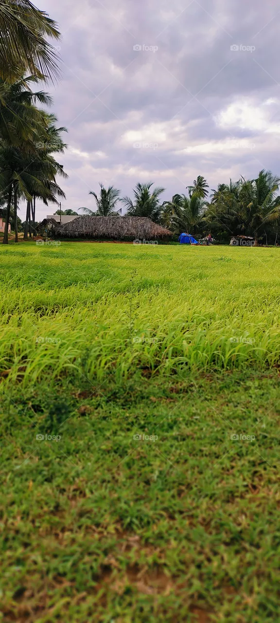 greenngrass
