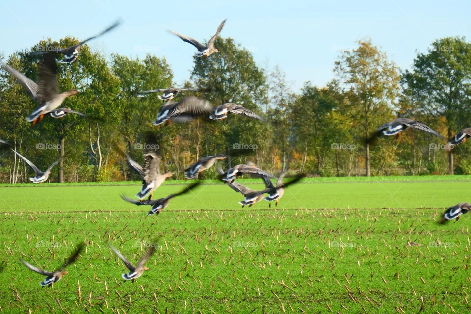 fliegende Wildgänse