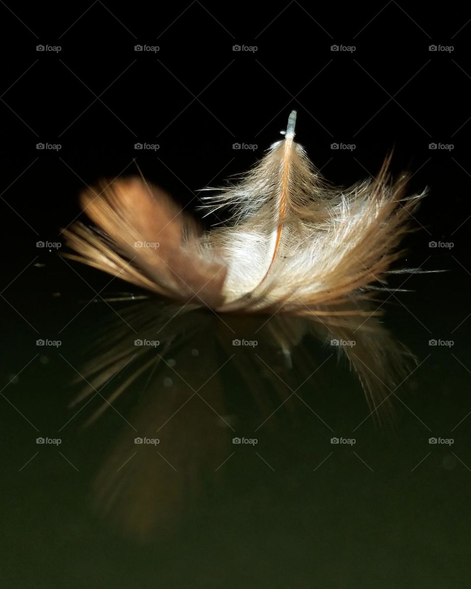 Floating feather