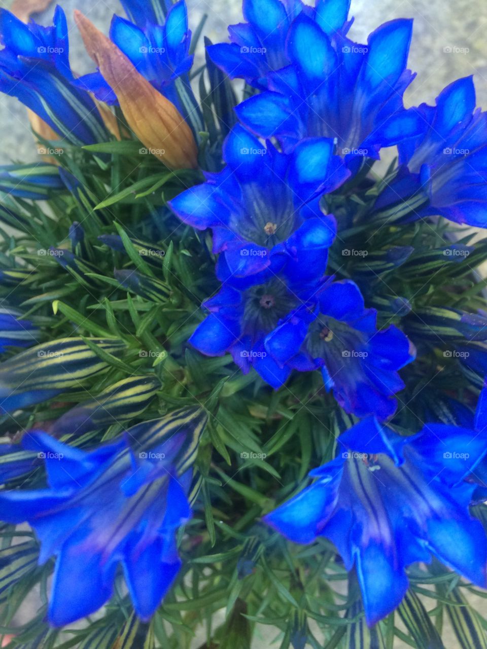 Flowery cobalt
