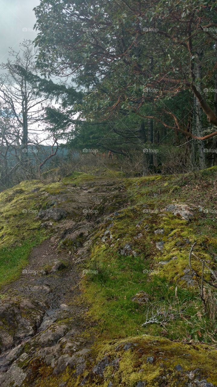 low tree Mountain top