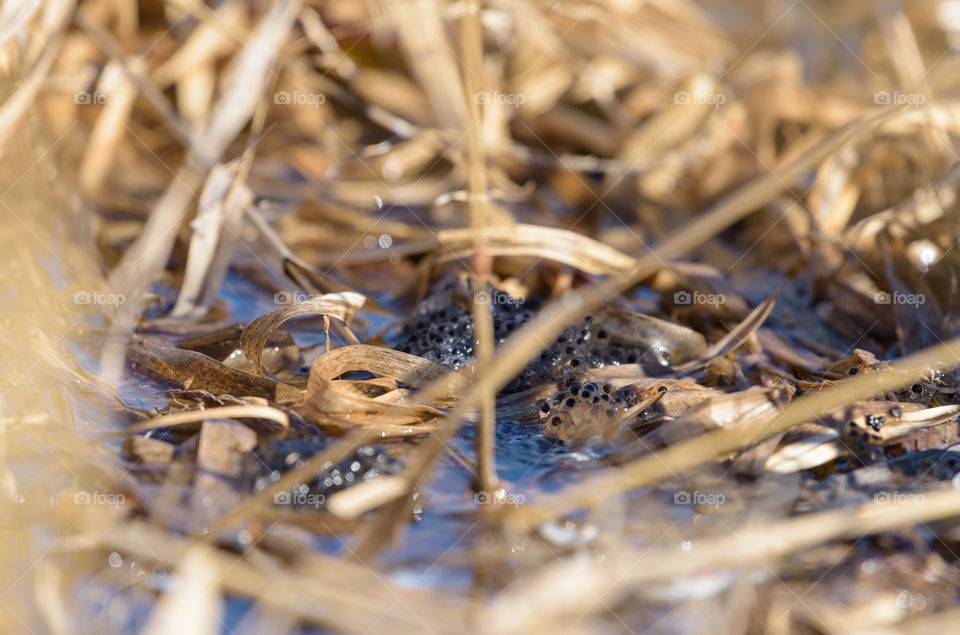 Frogspawn in water surrounded by previous years yellow reed leaf in the beginning of spring on a lake in Western Finland.