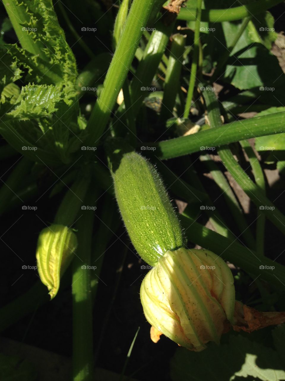 Garden zucchini 