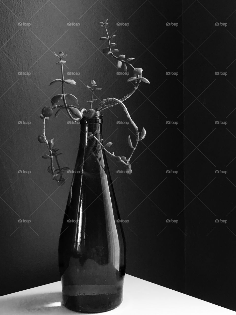 Indoor plants- wine bottle 