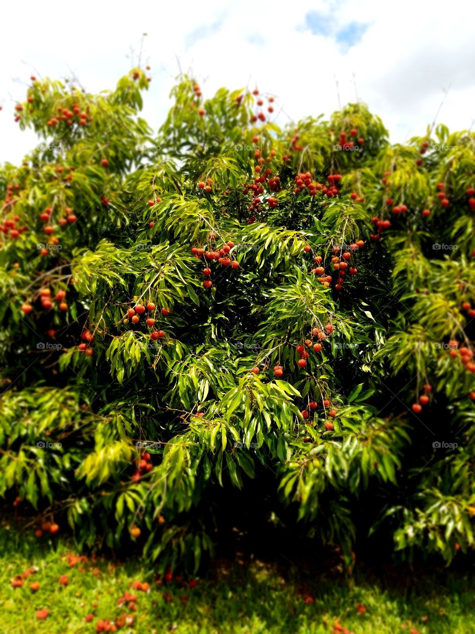 Keiki Lychee tree ready to eat. Big Island