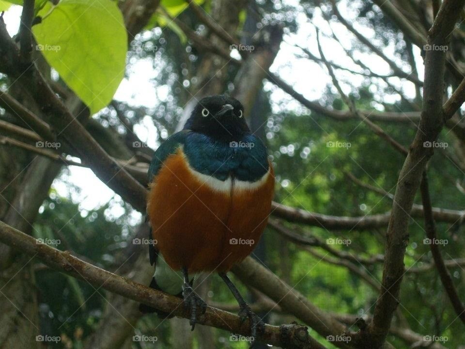 Beautiful bird