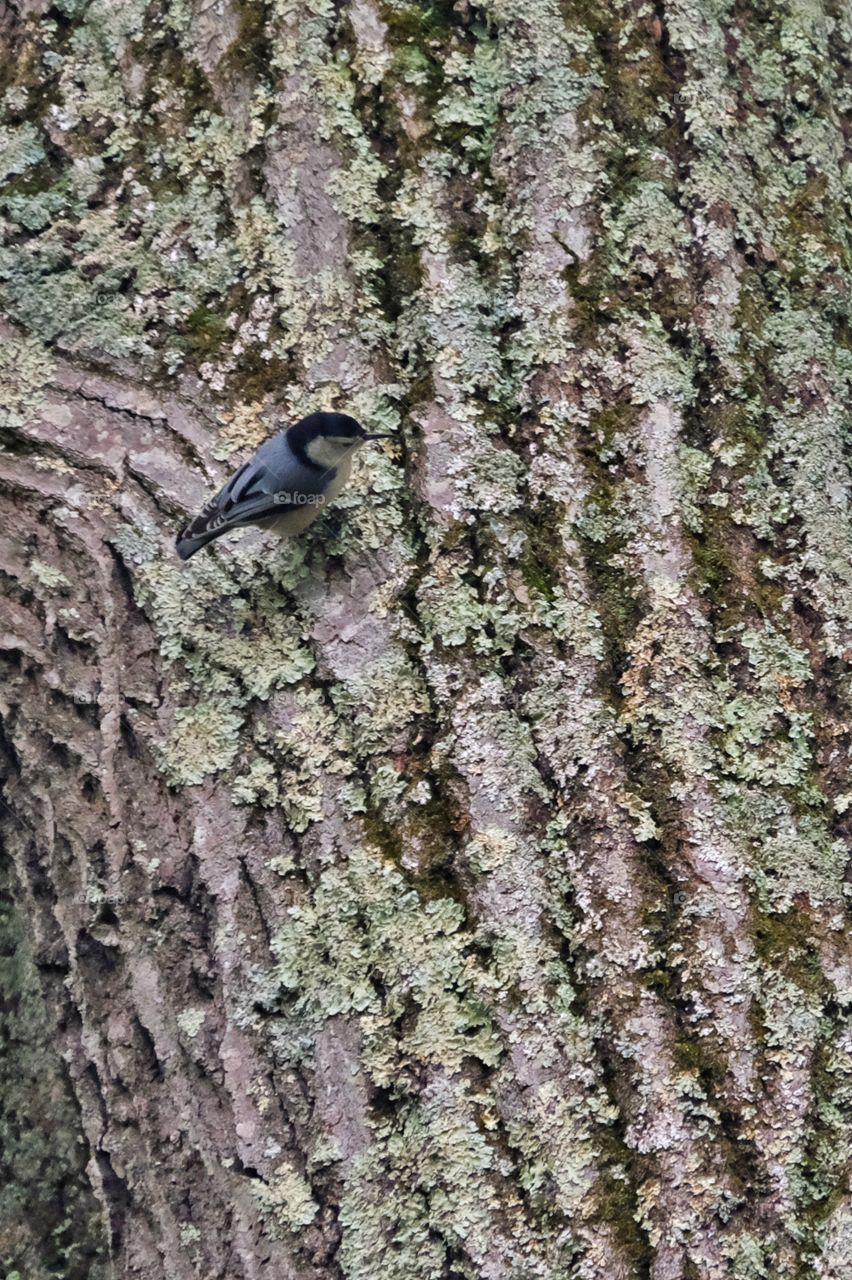 Nut Hatch on Tree