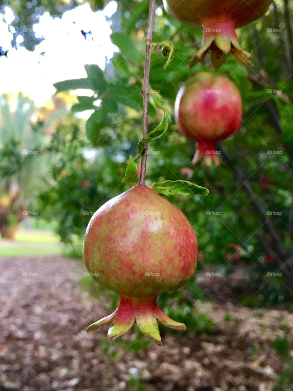 Pomegranates fruit growing on tree, selective focus, outdoors, healthy power super food, vitamin rich source of fibre suitable for diets and seeds used as ingredient in salads, juice packed with vitamins