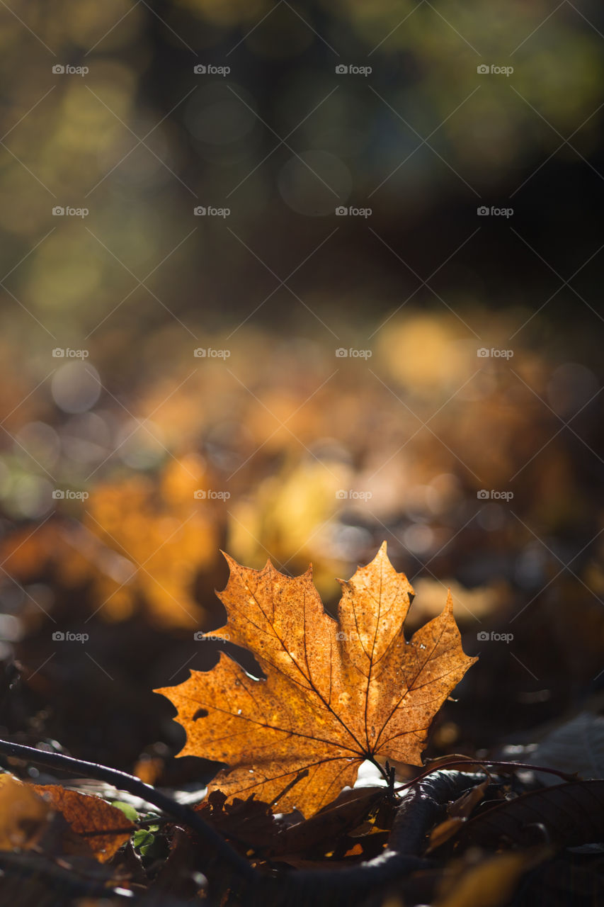 Autumn leaf on ground