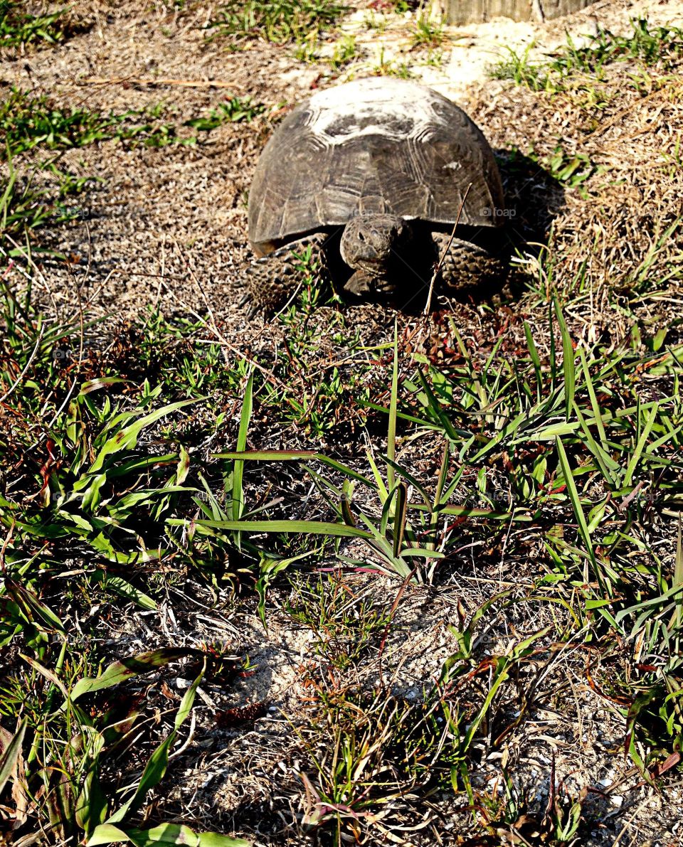 Gopher Tortoise 
