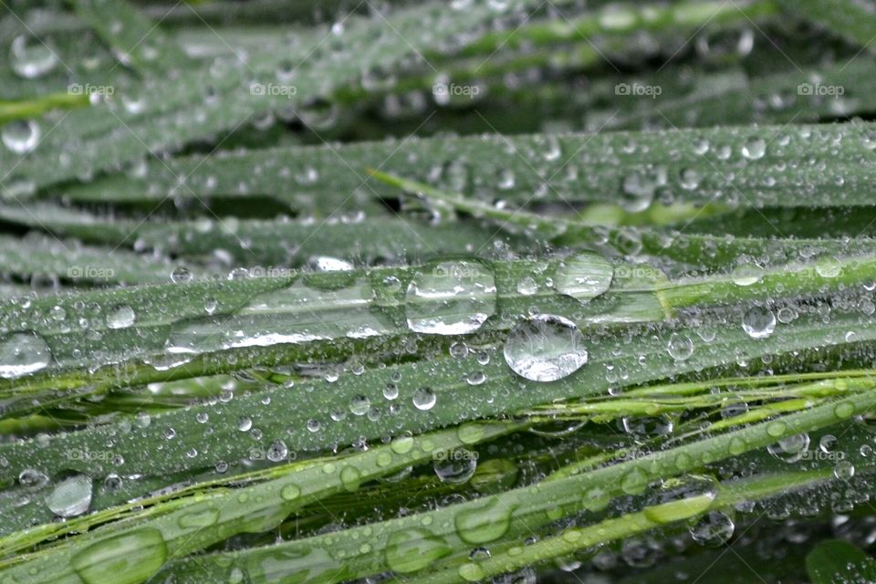 Water droplets on grass