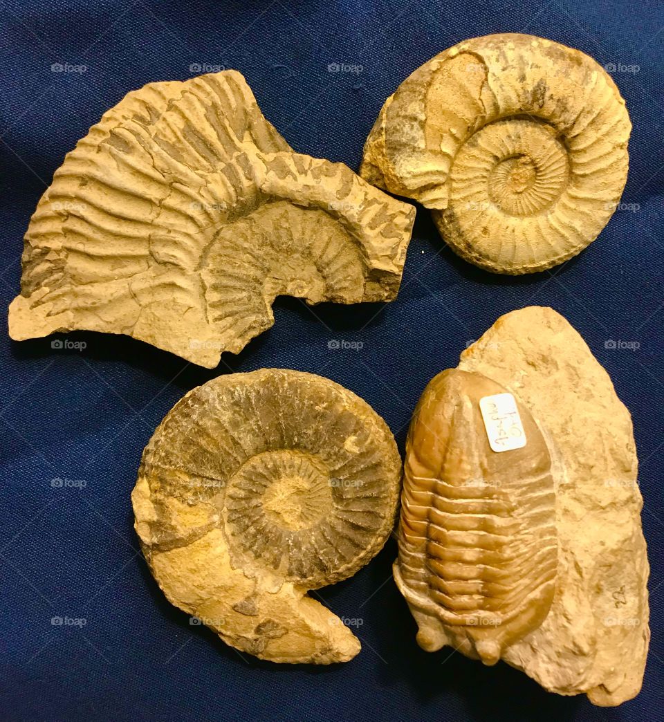 Fossils