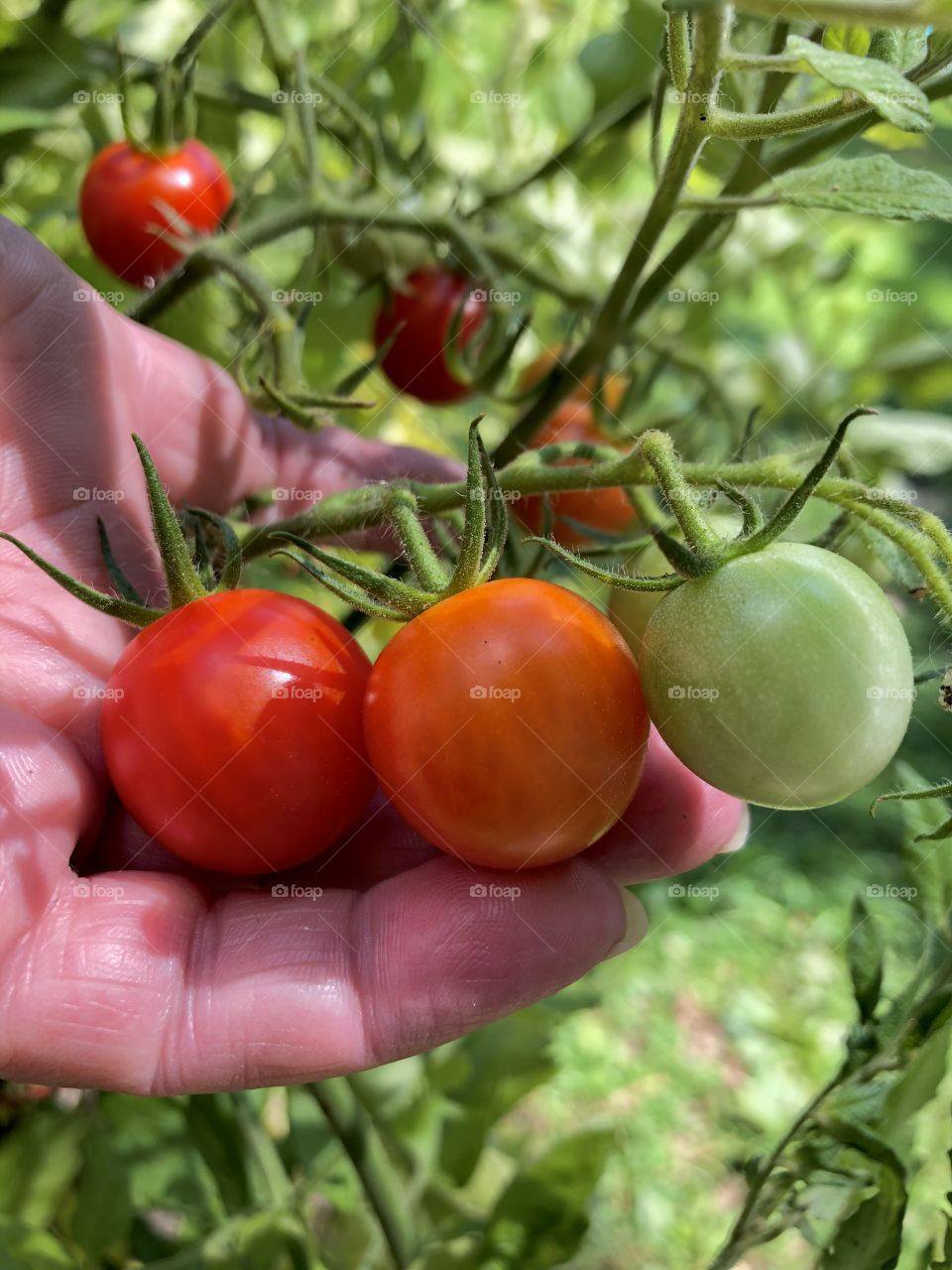 Cherry Tomatoes in Hand