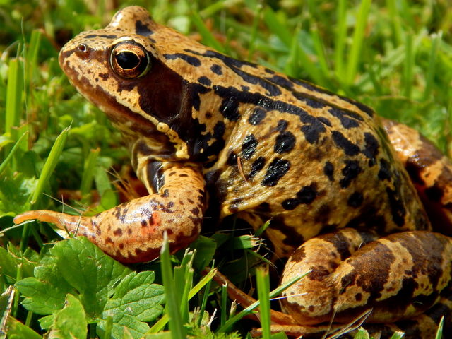 Frog in the green grass