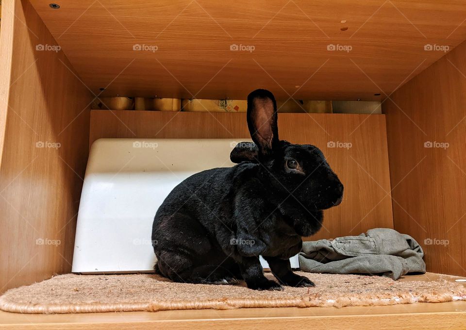 portrait of a domestic black rex rabbit