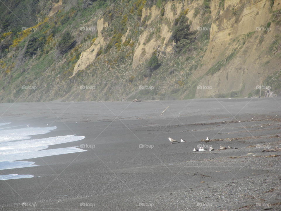Gulls on Agate Beach