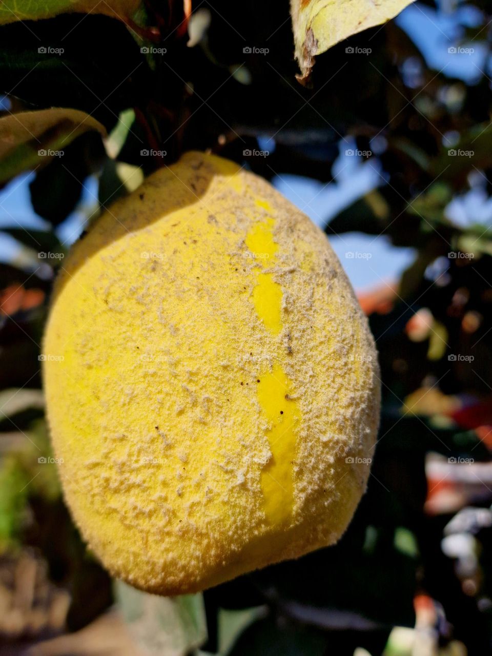 yellow quince