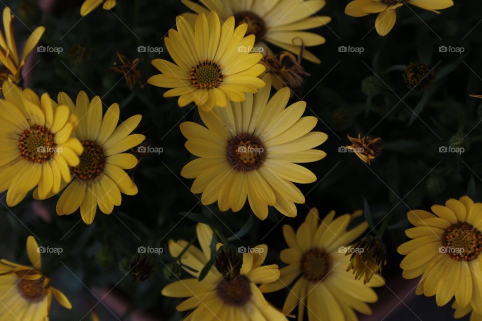 Yellow flowers in bloom 