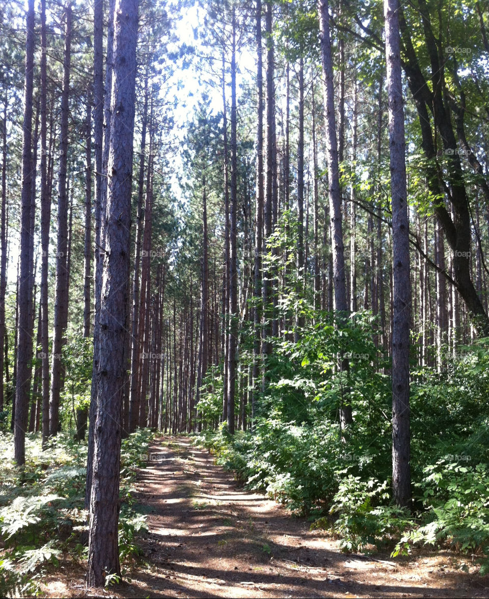 red trees forest woods by serenitykennedy