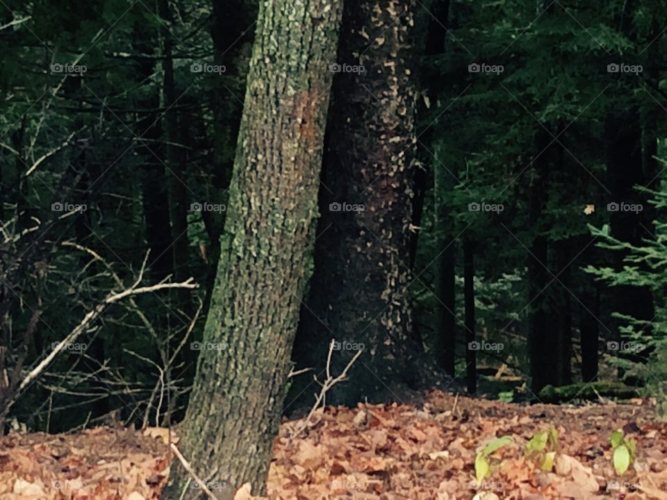 View into the forest