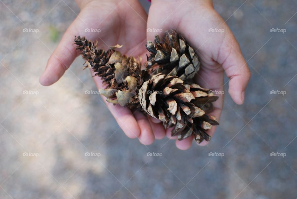 Pine cones in hands