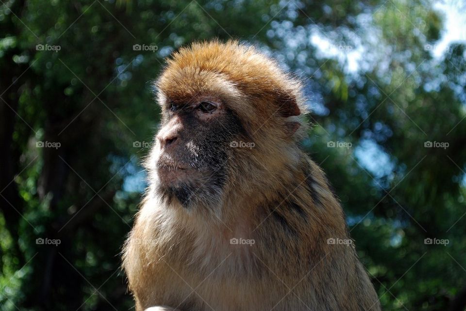 Barbary macaque