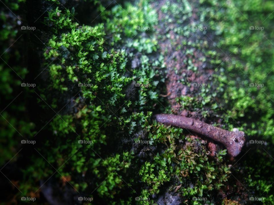 rusty nails on the ground