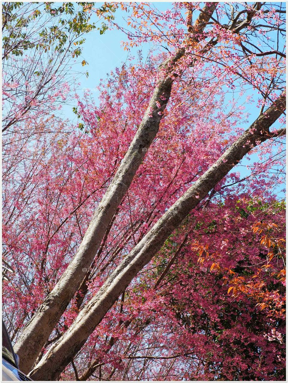 pink tree