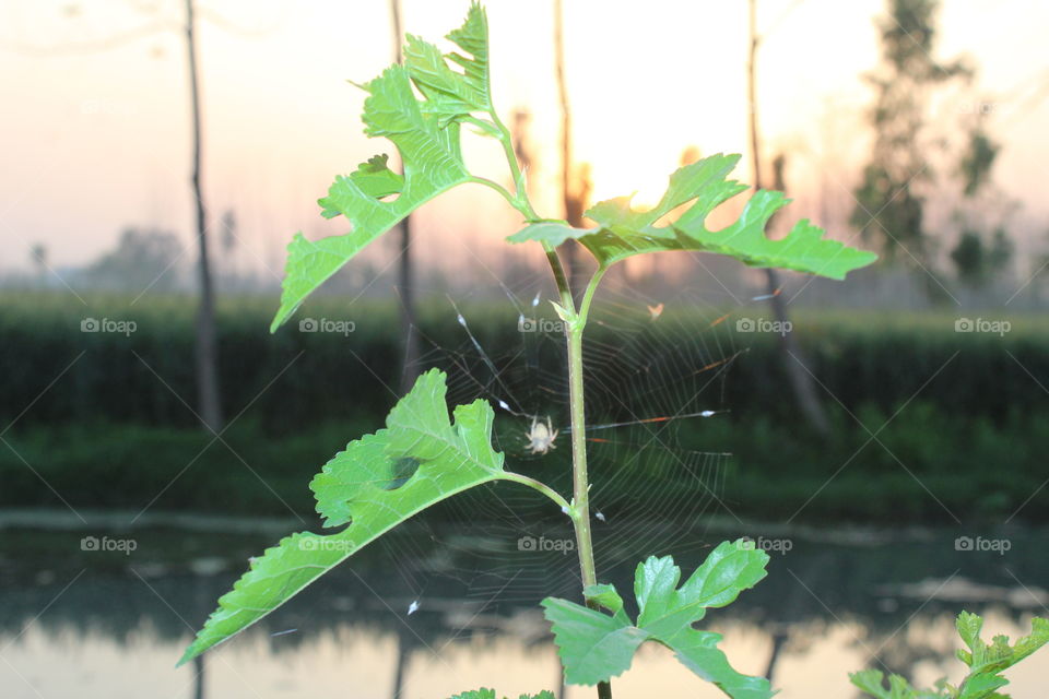 sun set..in evening a spring season day