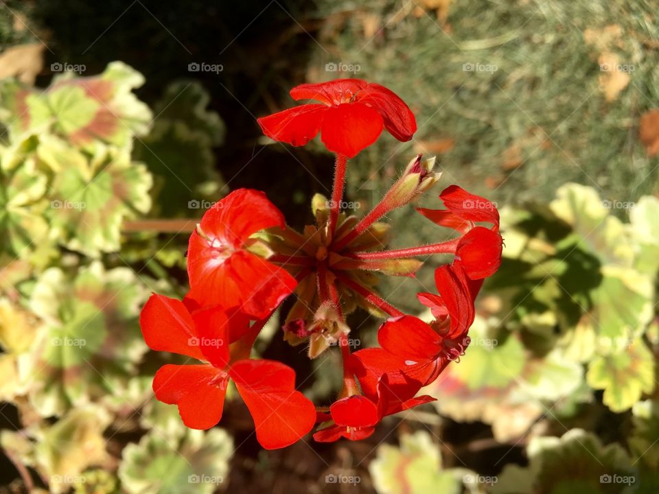 Red Blossoms