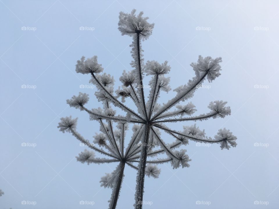 Frosty flower 3