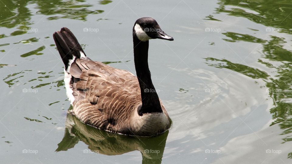 Goose on a pond