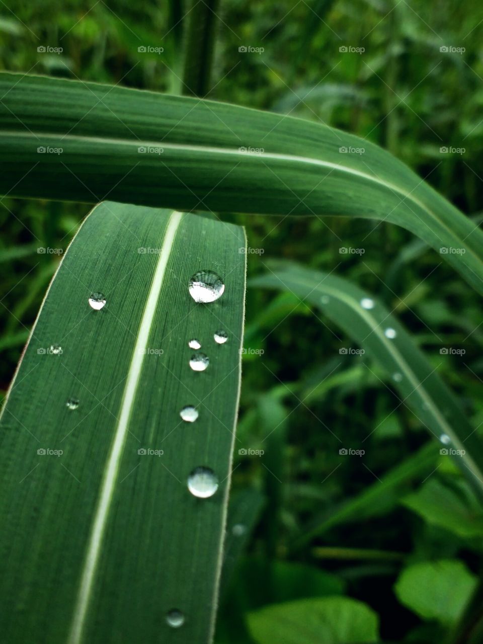 water drops