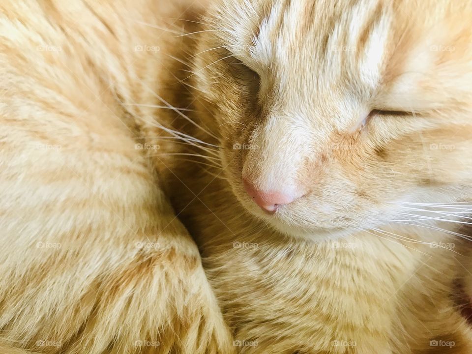 Gorgeous orange tabby cat sleeping and looking as sweet as ever laying in his blanket! 