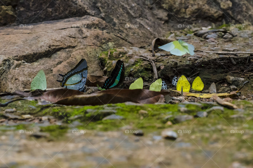 colourful butterflies