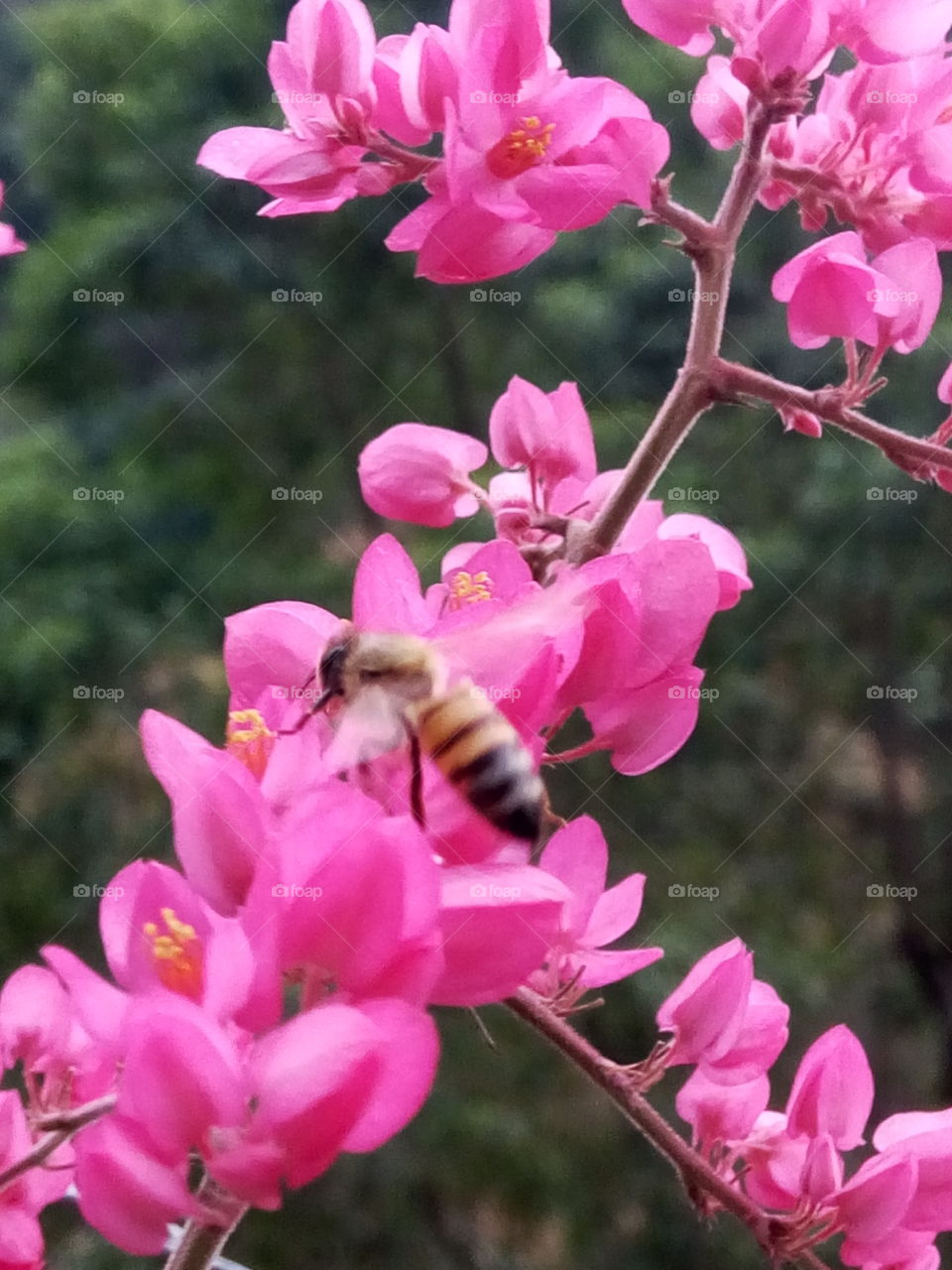 bee and bleeding hearts blooms