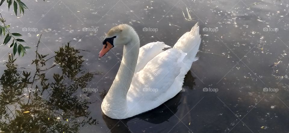 Un estanque de felicidad☺✨
